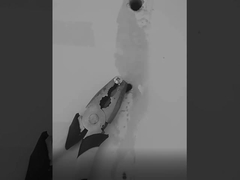 กาวซิลิโคน